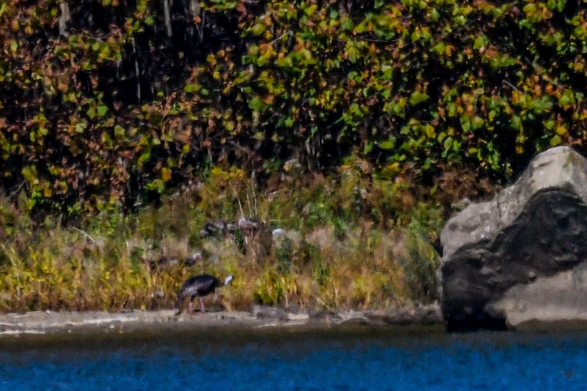 Wild Turkey - ML644839425