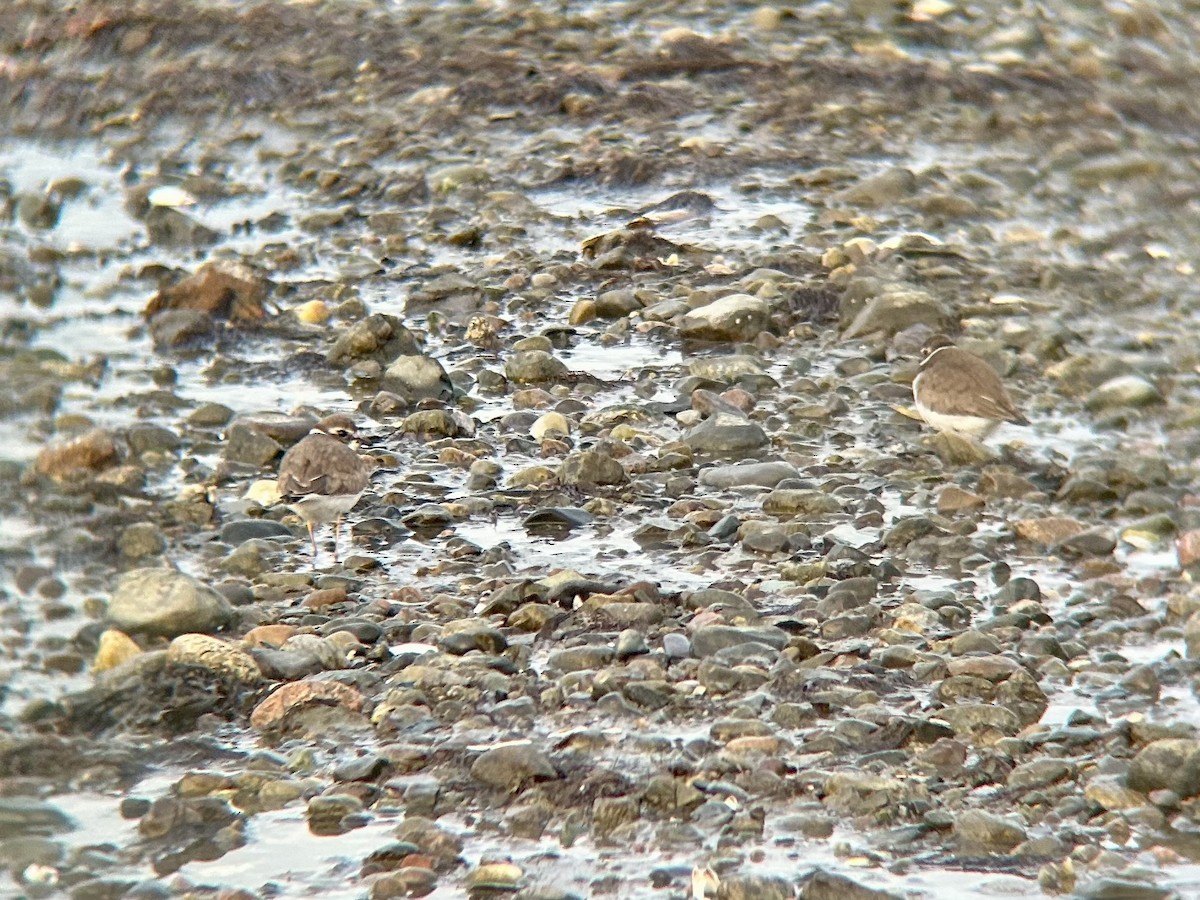 Semipalmated Plover - ML644839430