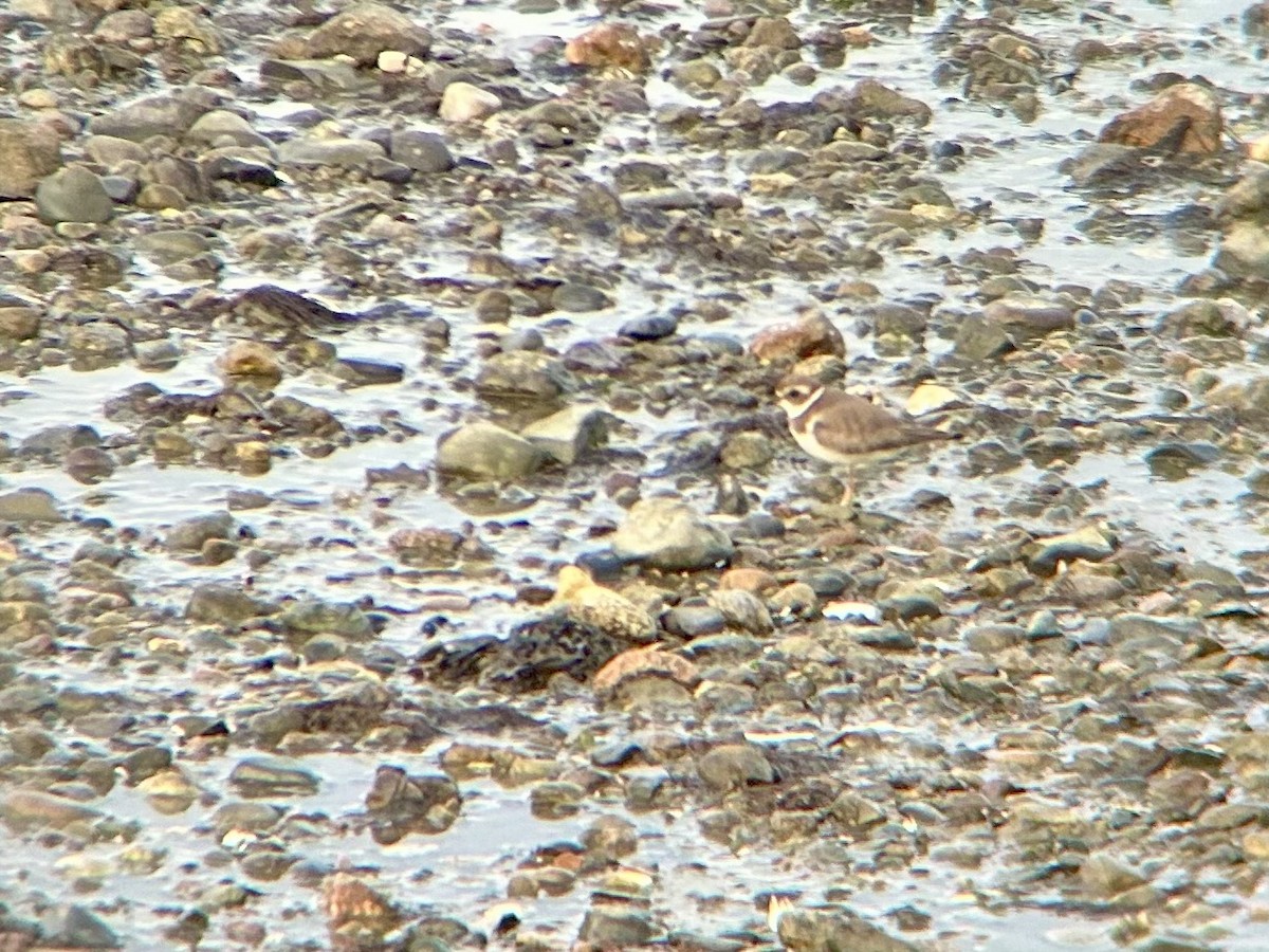 Semipalmated Plover - ML644839431