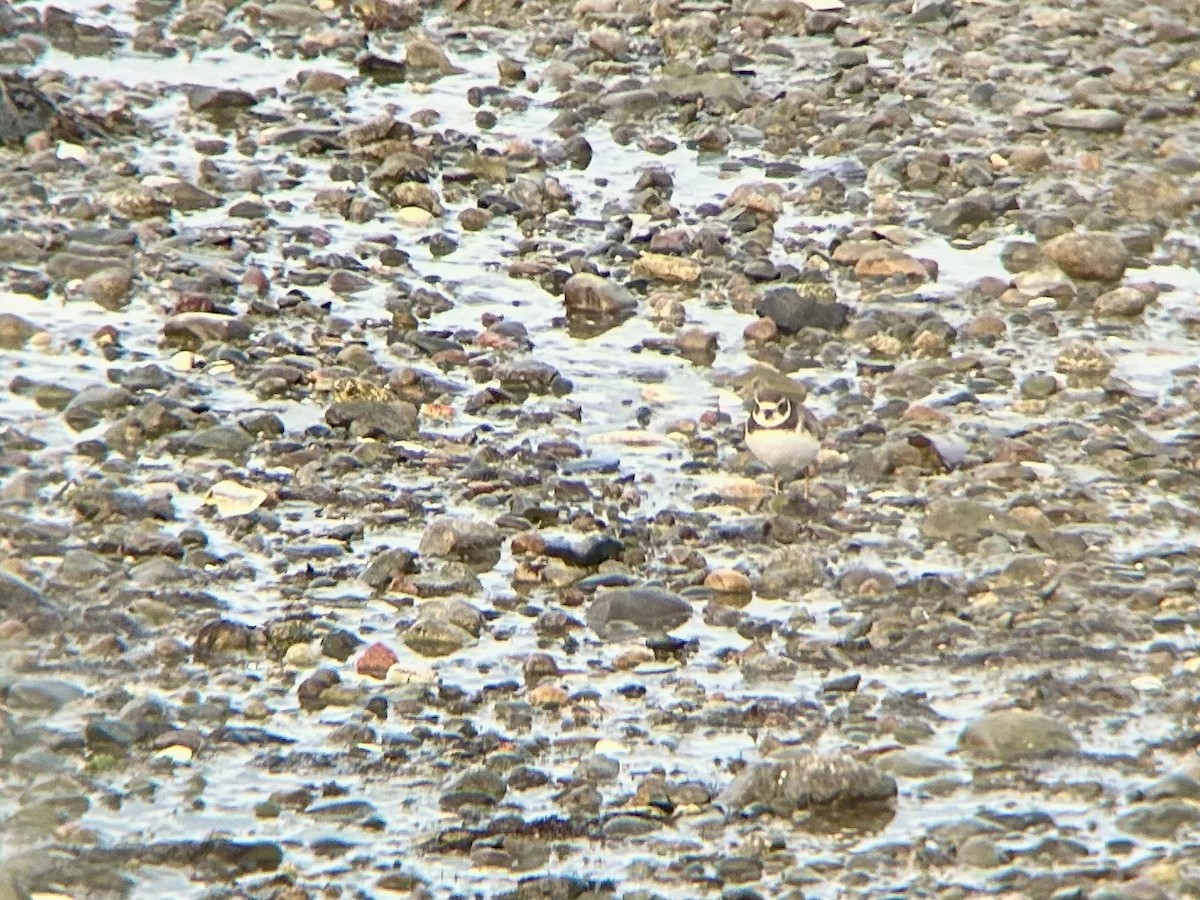 Semipalmated Plover - ML644839432