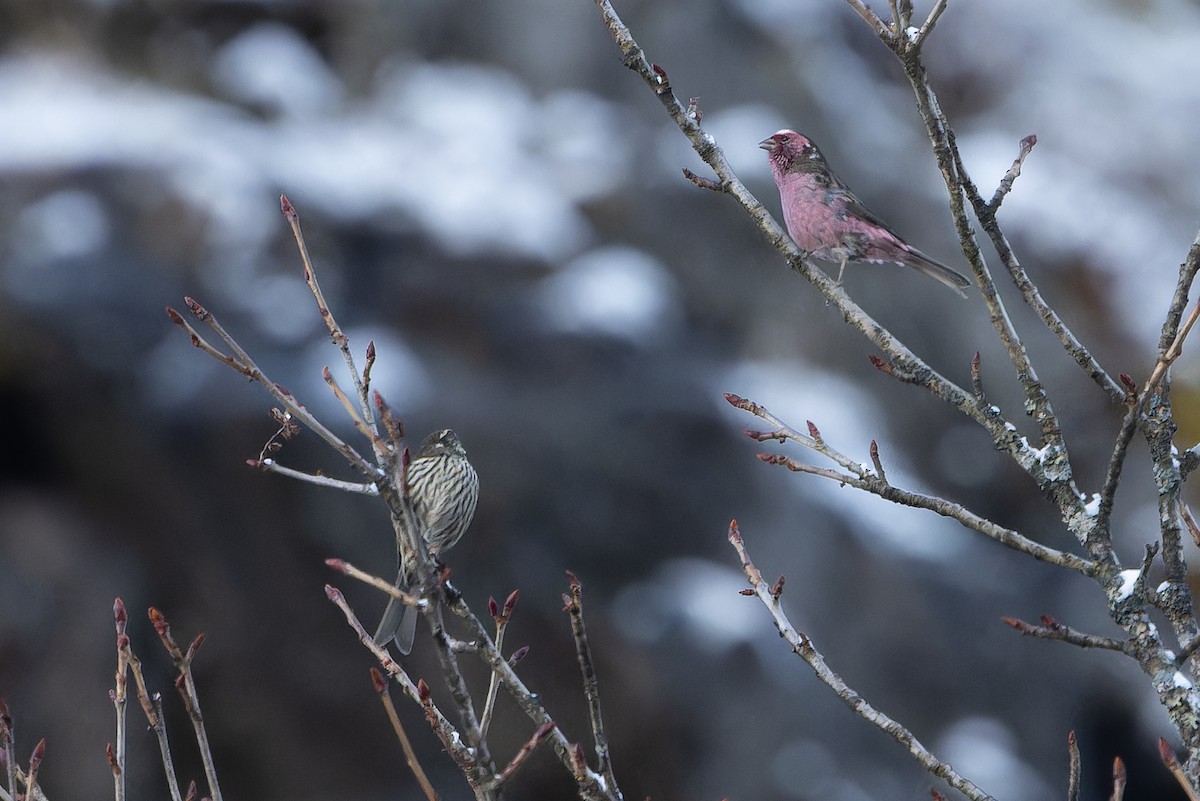 Chinese White-browed Rosefinch - ML644839435