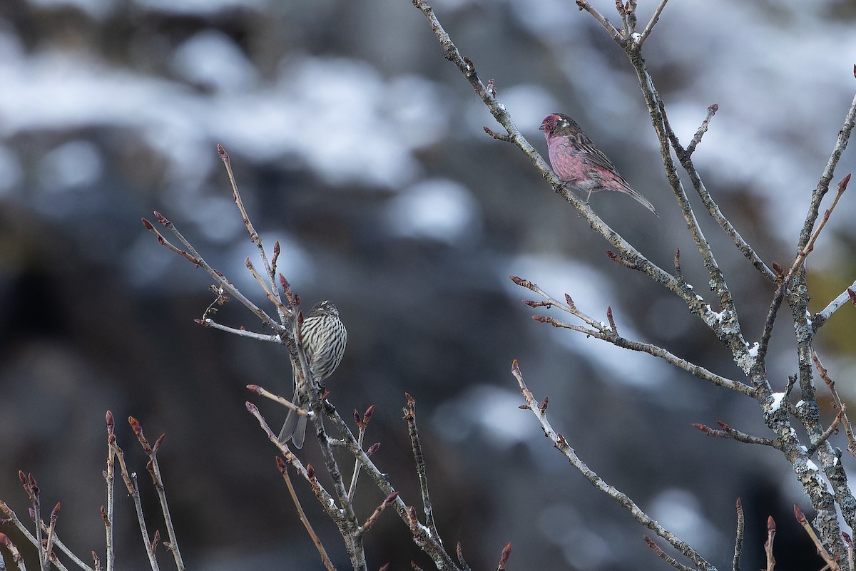 Chinese White-browed Rosefinch - ML644839436