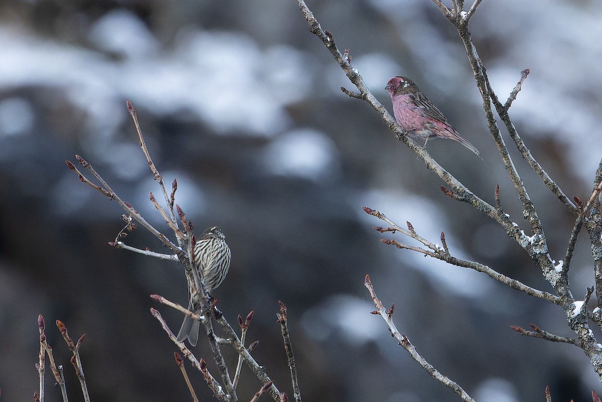Chinese White-browed Rosefinch - ML644839437