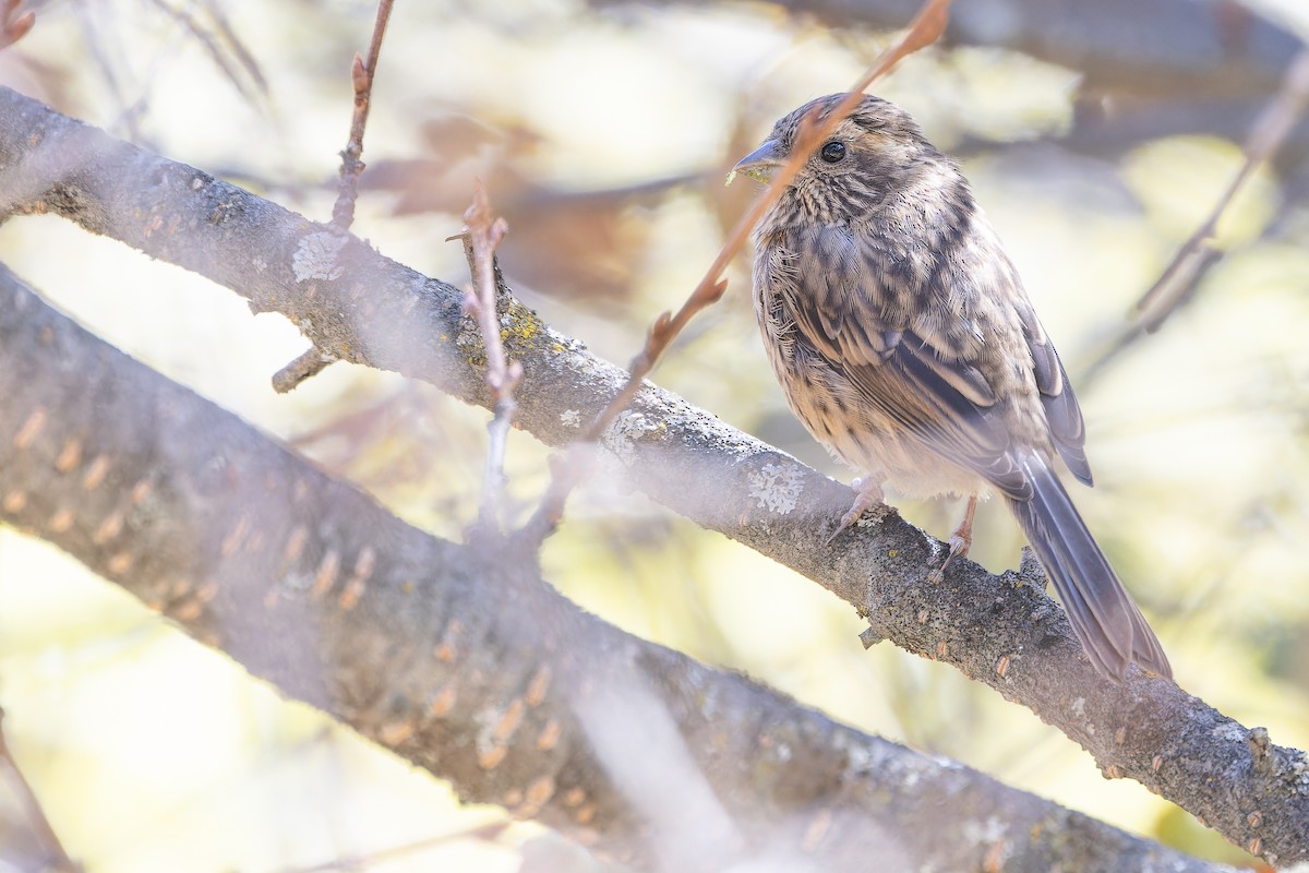 Chinese White-browed Rosefinch - ML644839438