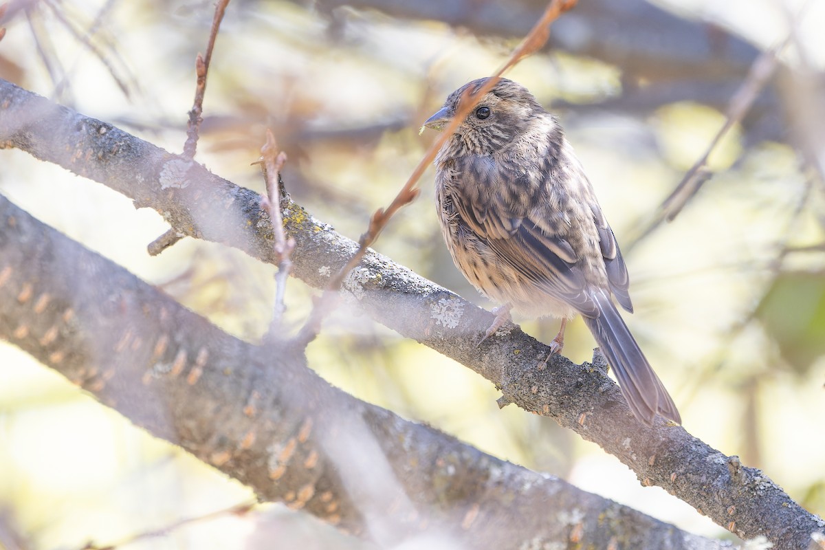 Chinese White-browed Rosefinch - ML644839439