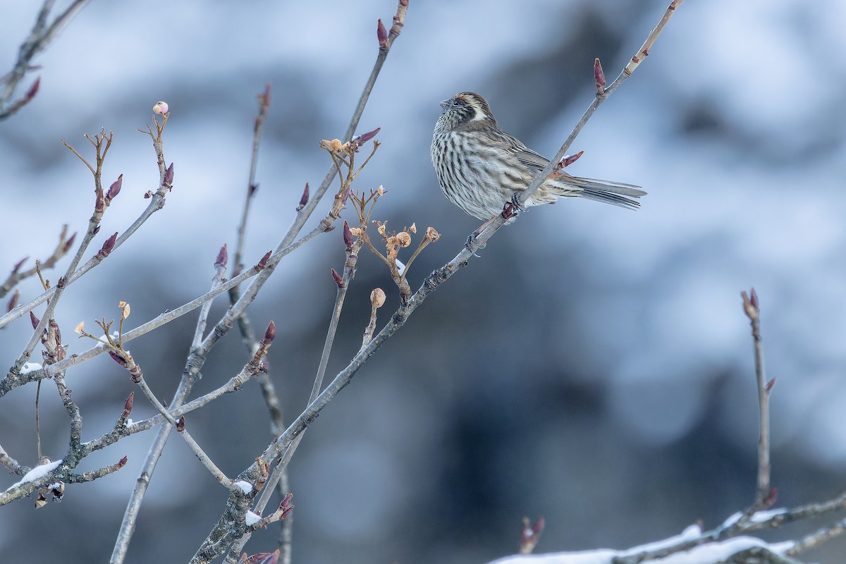 Chinese White-browed Rosefinch - ML644839440