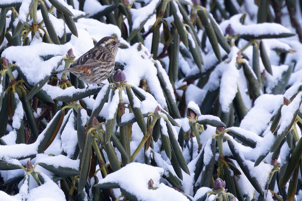 Chinese White-browed Rosefinch - ML644839441