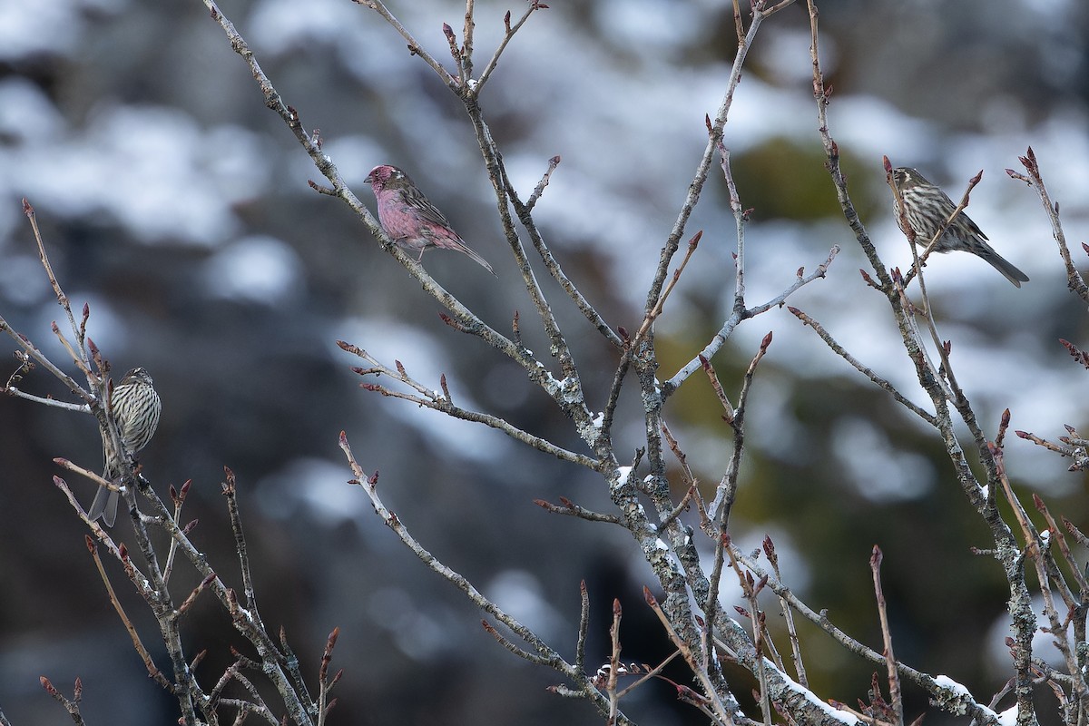 Chinese White-browed Rosefinch - ML644839442
