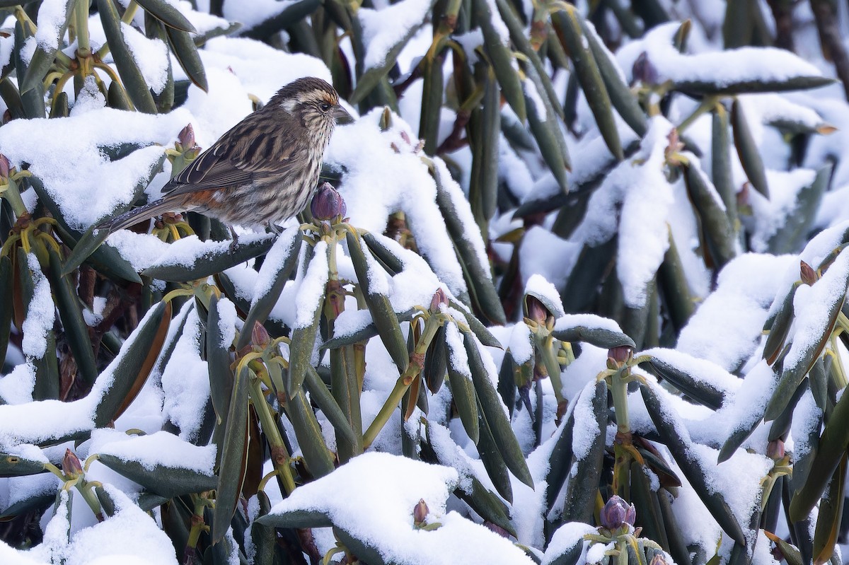 Chinese White-browed Rosefinch - ML644839443