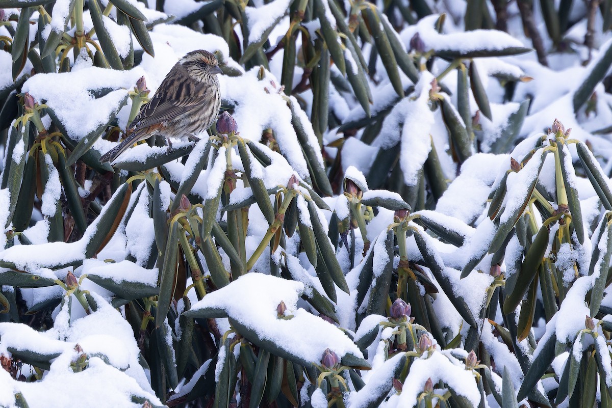 Chinese White-browed Rosefinch - ML644839444