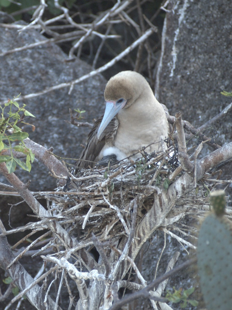 Red-footed Booby (Eastern Pacific) - ML644839445