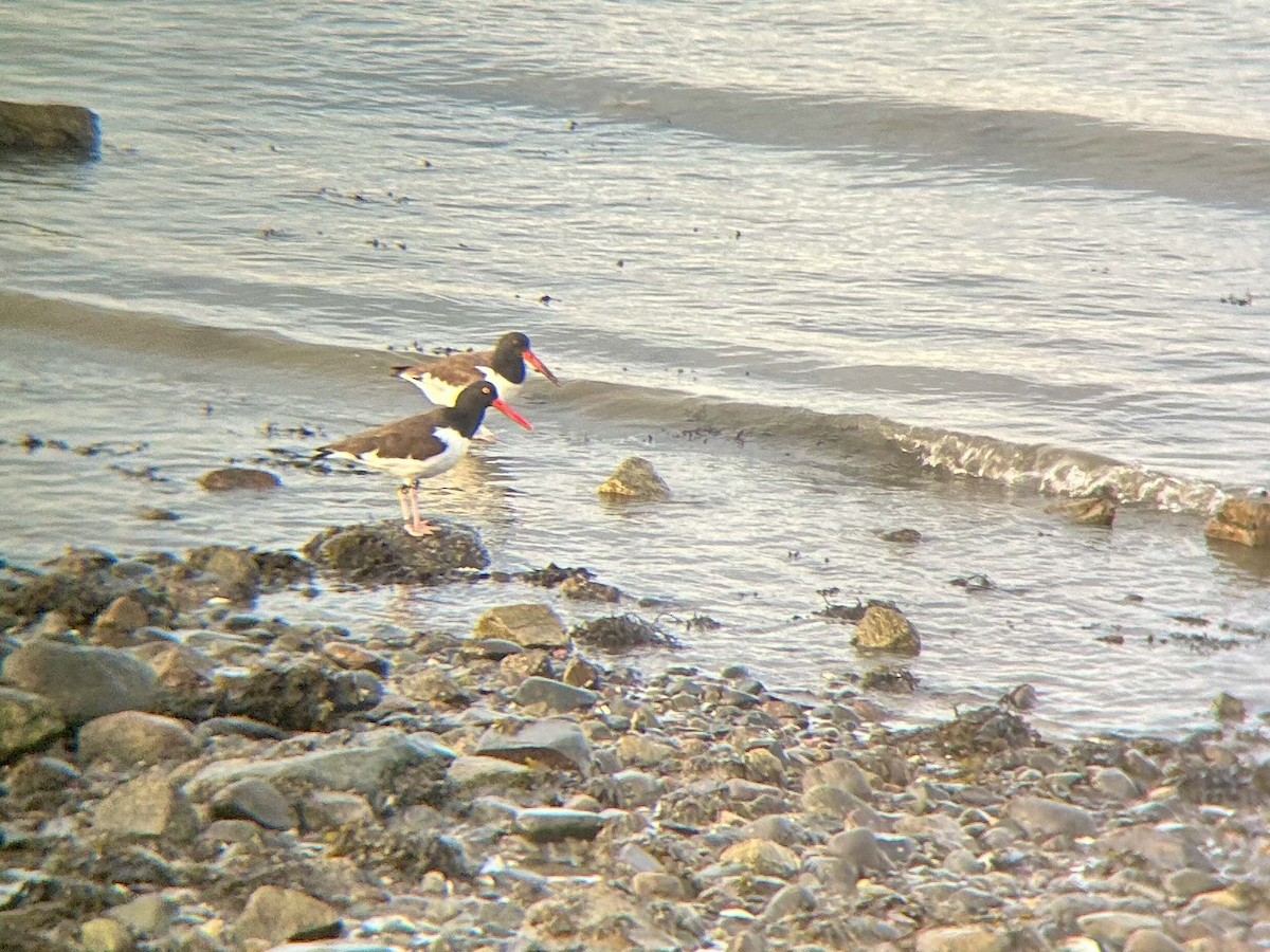 American Oystercatcher - ML644839469