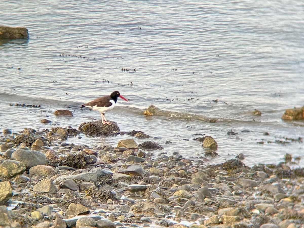 American Oystercatcher - ML644839470