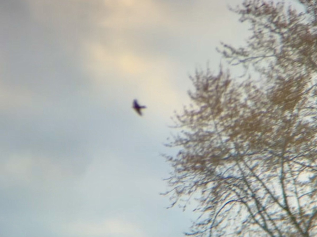 Cave Swallow - ML644839473