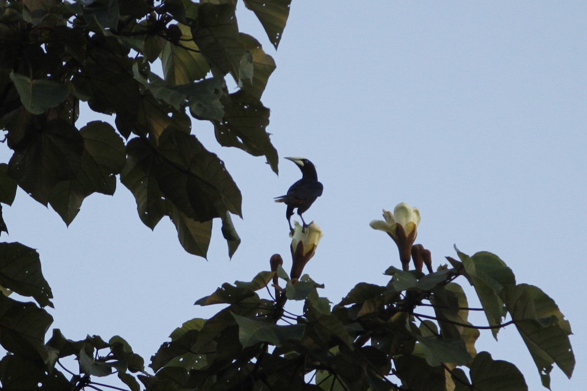 Chestnut-headed Oropendola - ML644839479