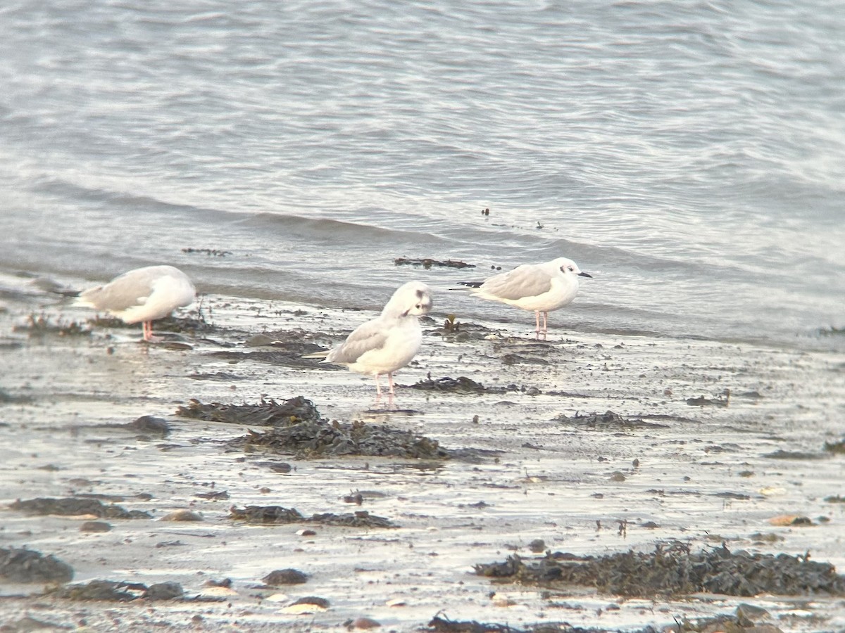 Bonaparte's Gull - ML644839480