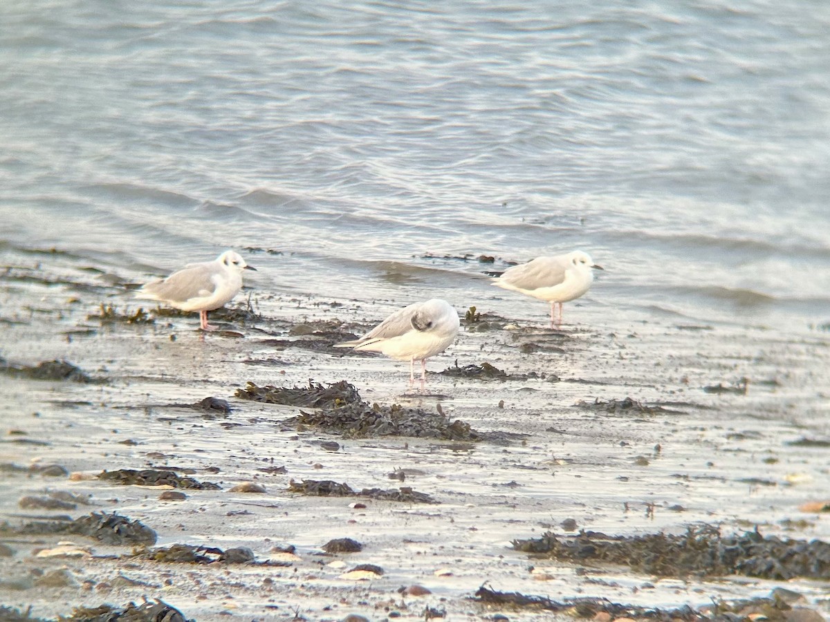 Bonaparte's Gull - ML644839481