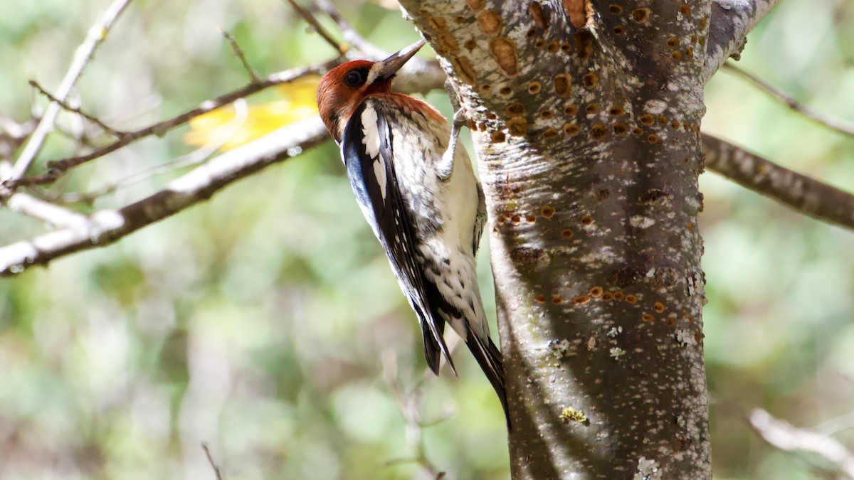Red-breasted Sapsucker - ML644839504