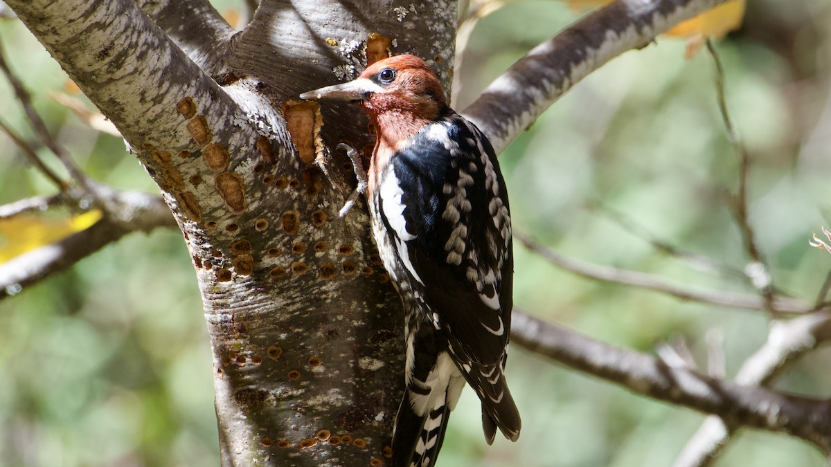 Red-breasted Sapsucker - ML644839506
