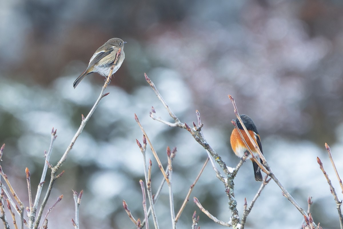 ノドジロジョウビタキ - ML644839512