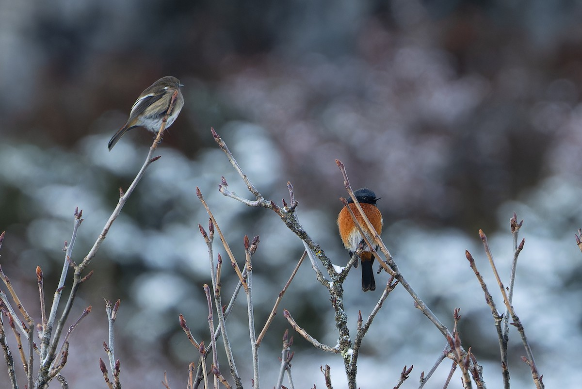 ノドジロジョウビタキ - ML644839513