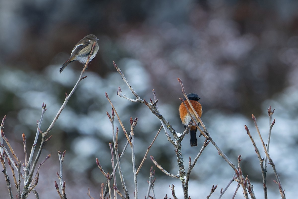 ノドジロジョウビタキ - ML644839514