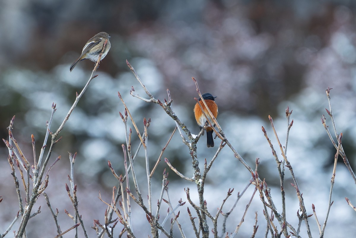 ノドジロジョウビタキ - ML644839515