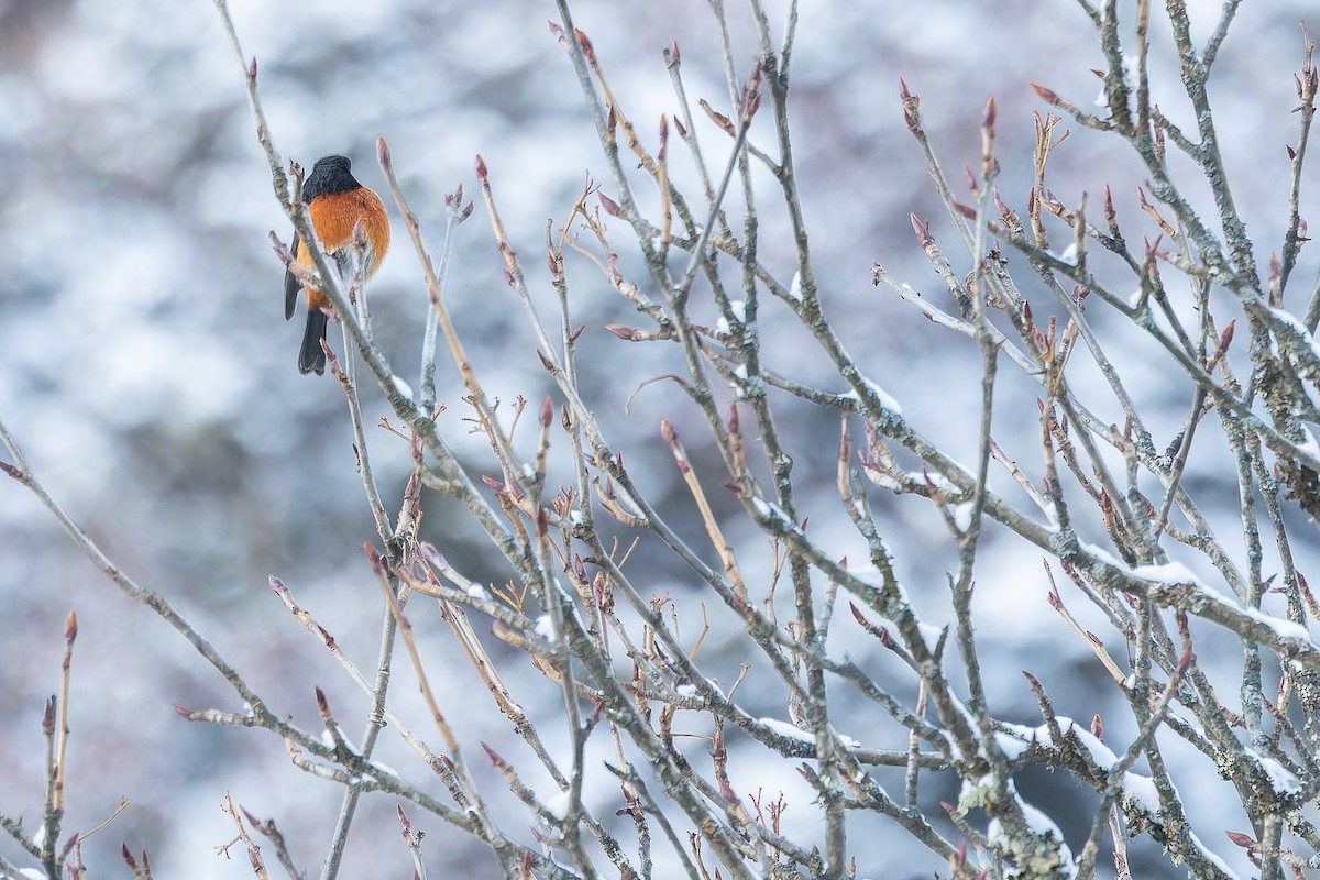 ノドジロジョウビタキ - ML644839516