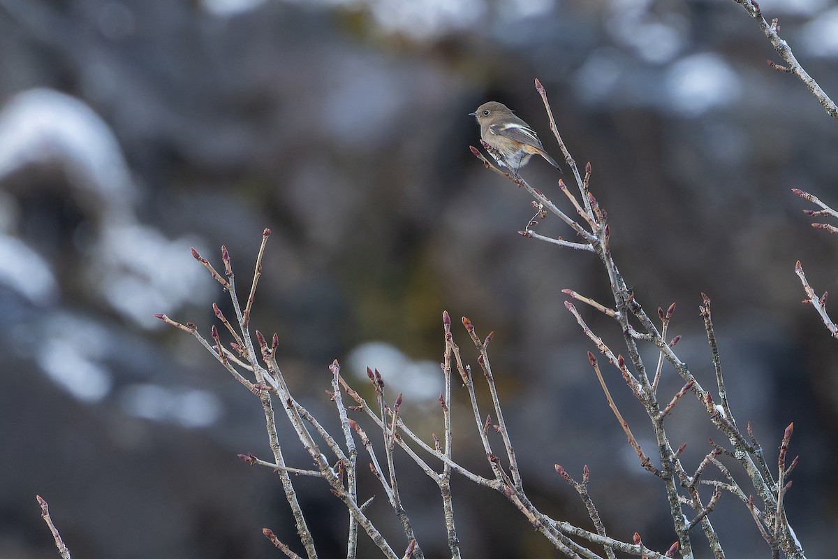ノドジロジョウビタキ - ML644839517