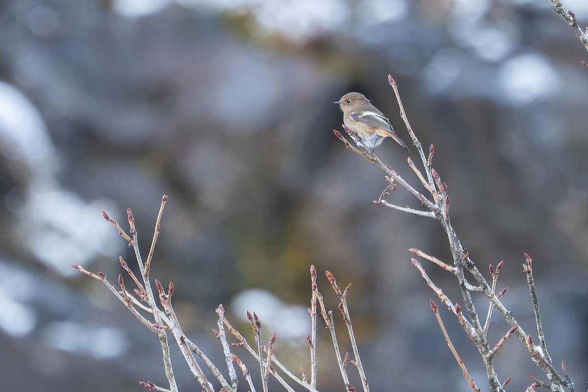 ノドジロジョウビタキ - ML644839518