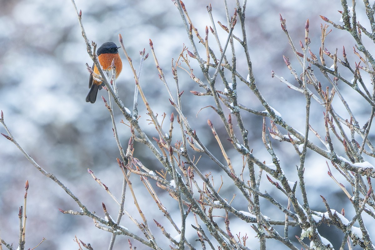 ノドジロジョウビタキ - ML644839519