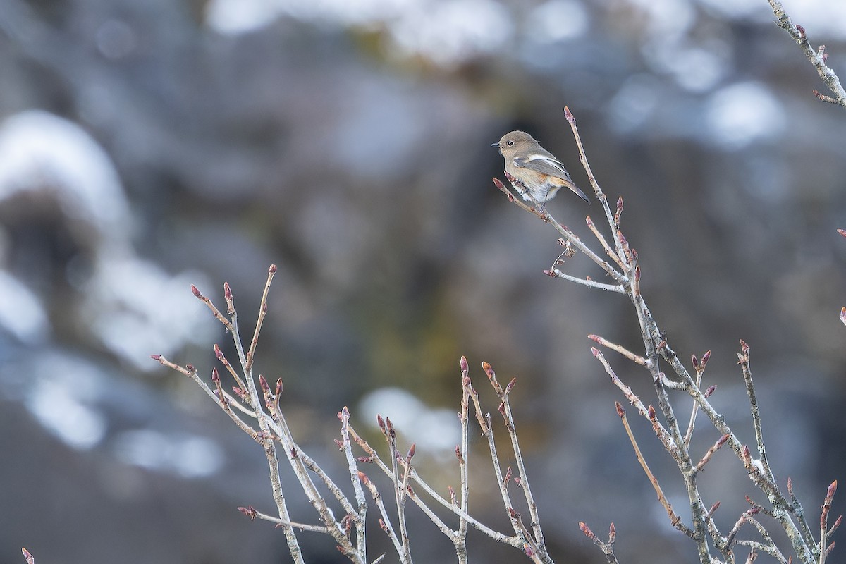 ノドジロジョウビタキ - ML644839520