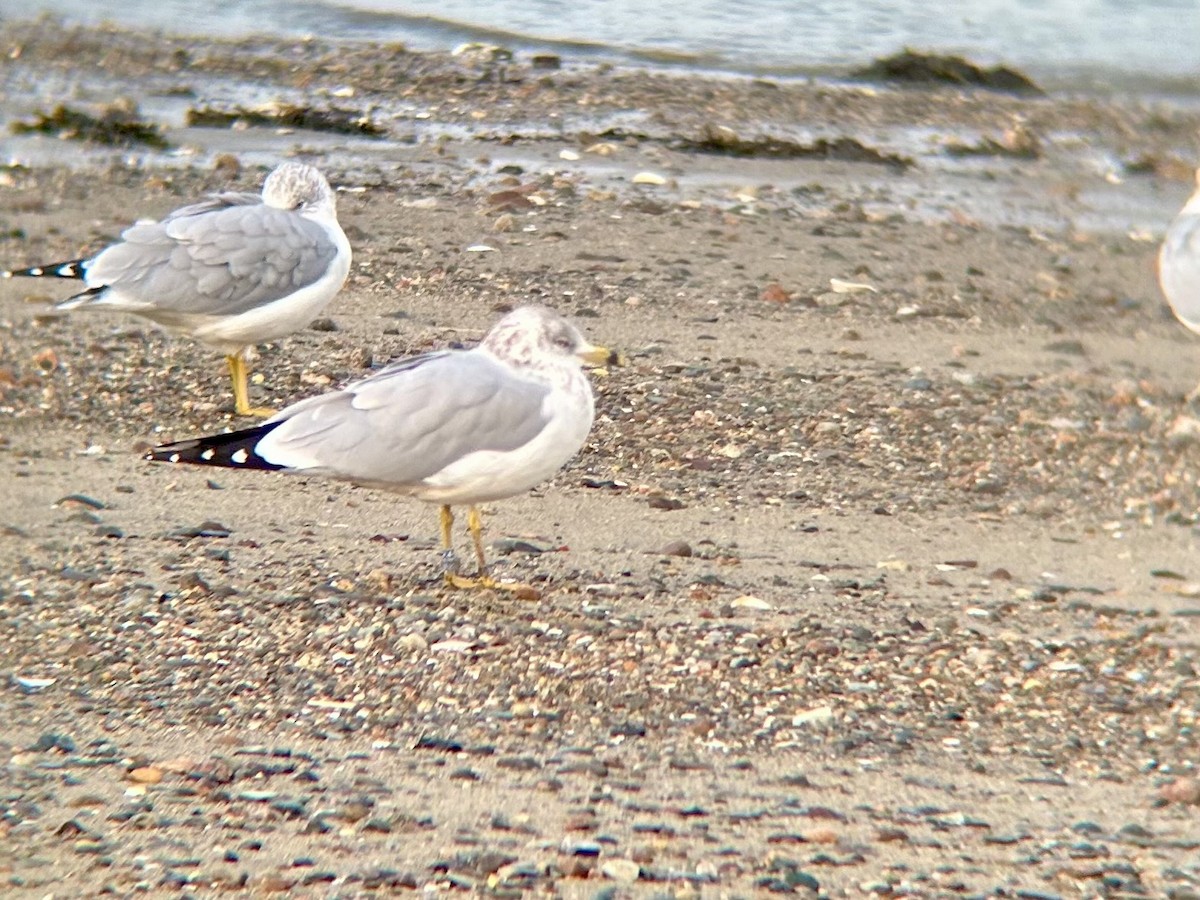 Ring-billed Gull - ML644839521