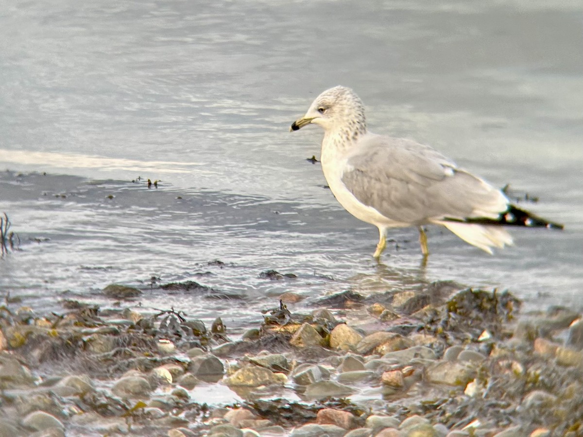 Ring-billed Gull - ML644839522