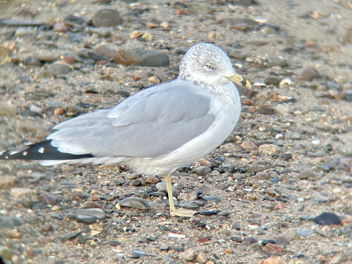 Ring-billed Gull - ML644839523