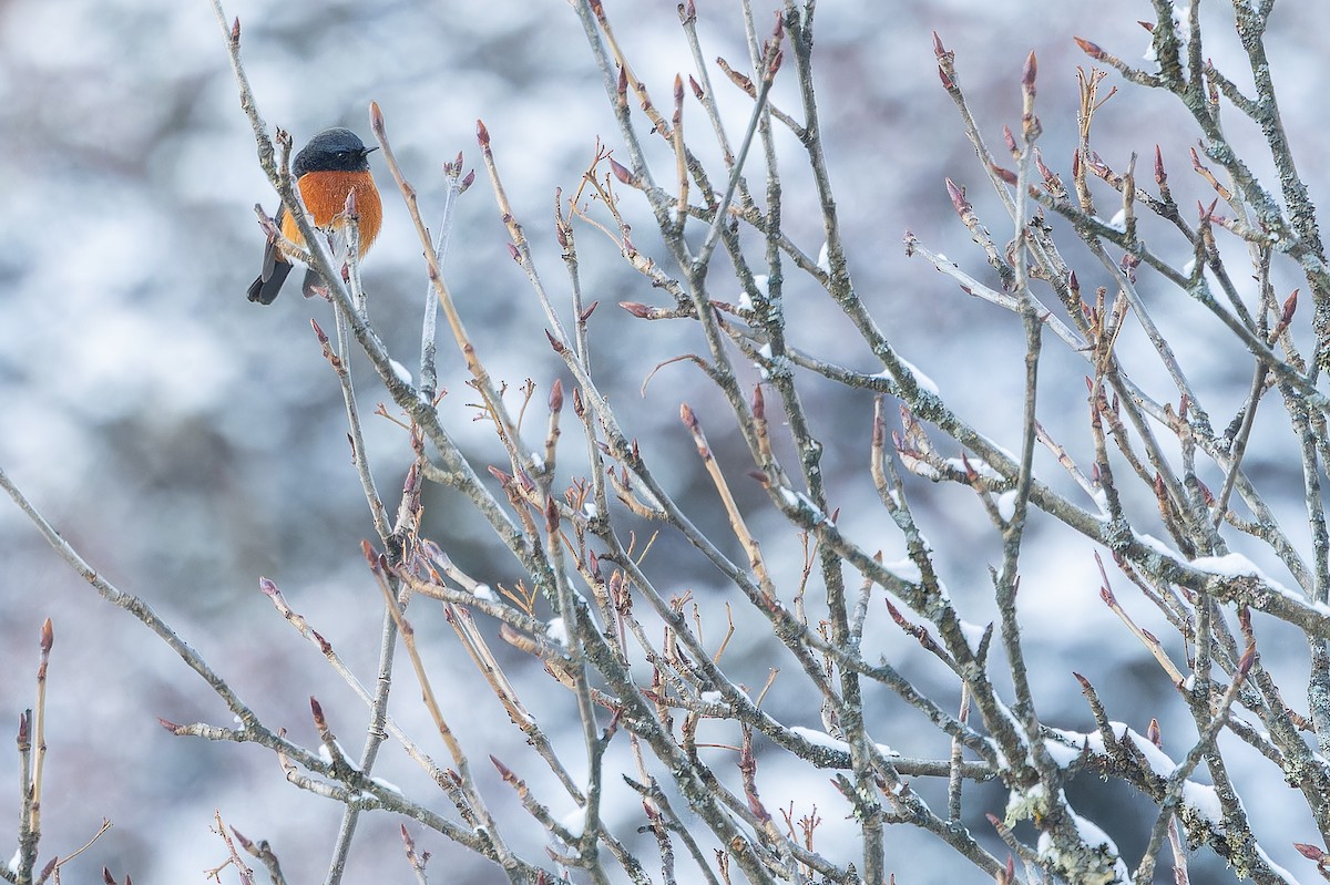 ノドジロジョウビタキ - ML644839524