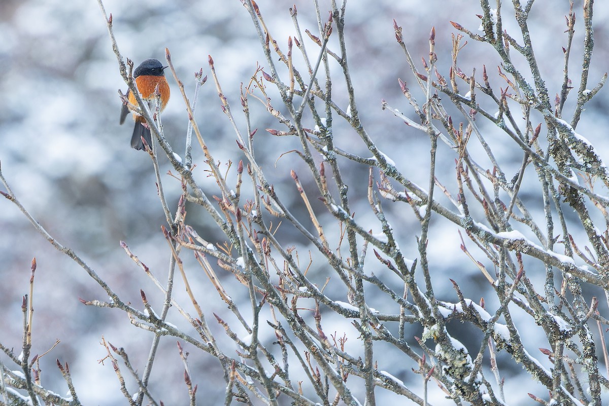 ノドジロジョウビタキ - ML644839525