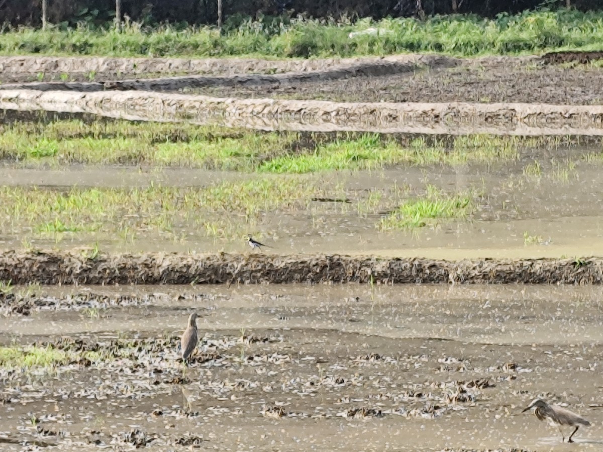 skjæreerle - ML644839532