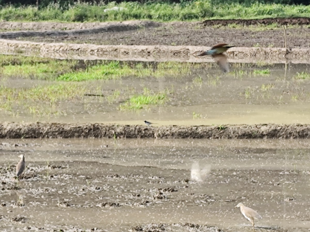 skjæreerle - ML644839533