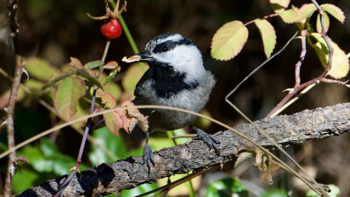 Mountain Chickadee - ML644839535