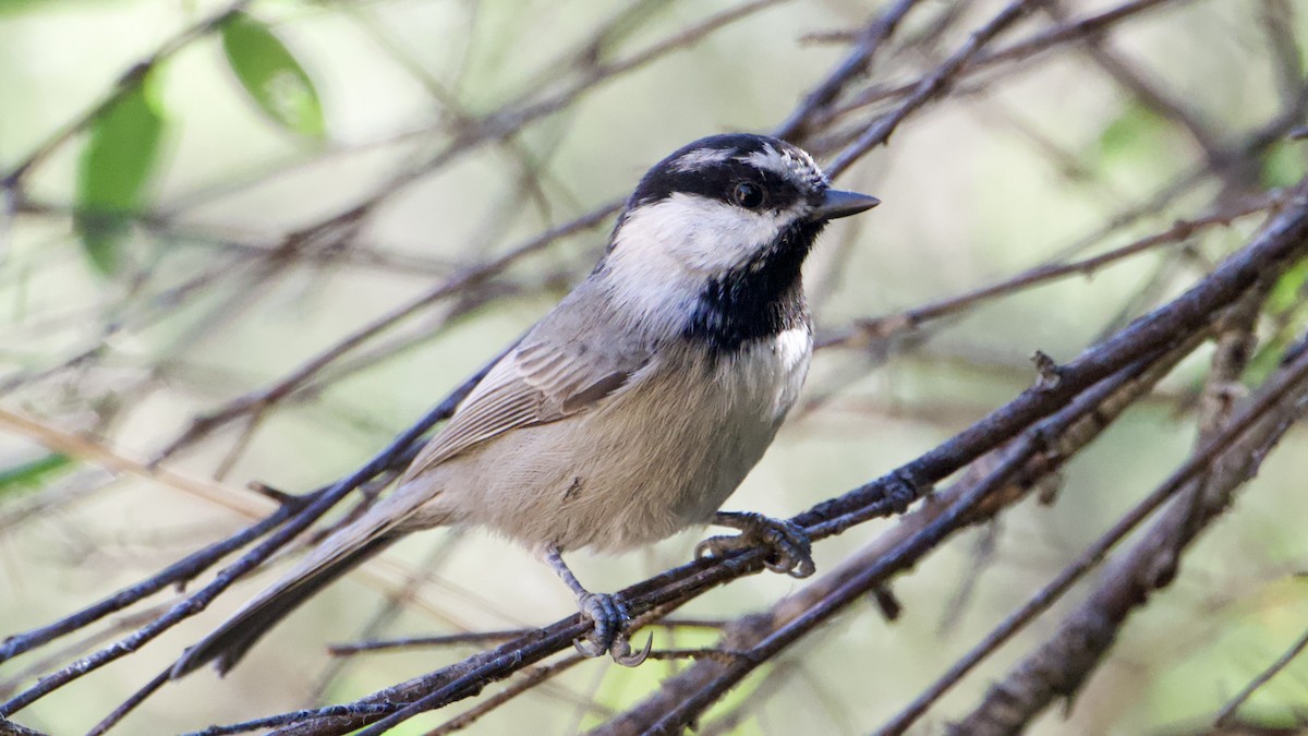 Mountain Chickadee - ML644839536