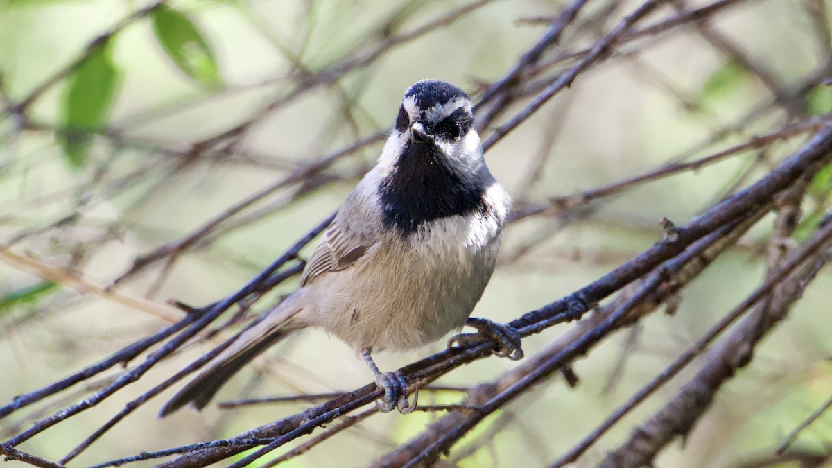 Mountain Chickadee - ML644839537