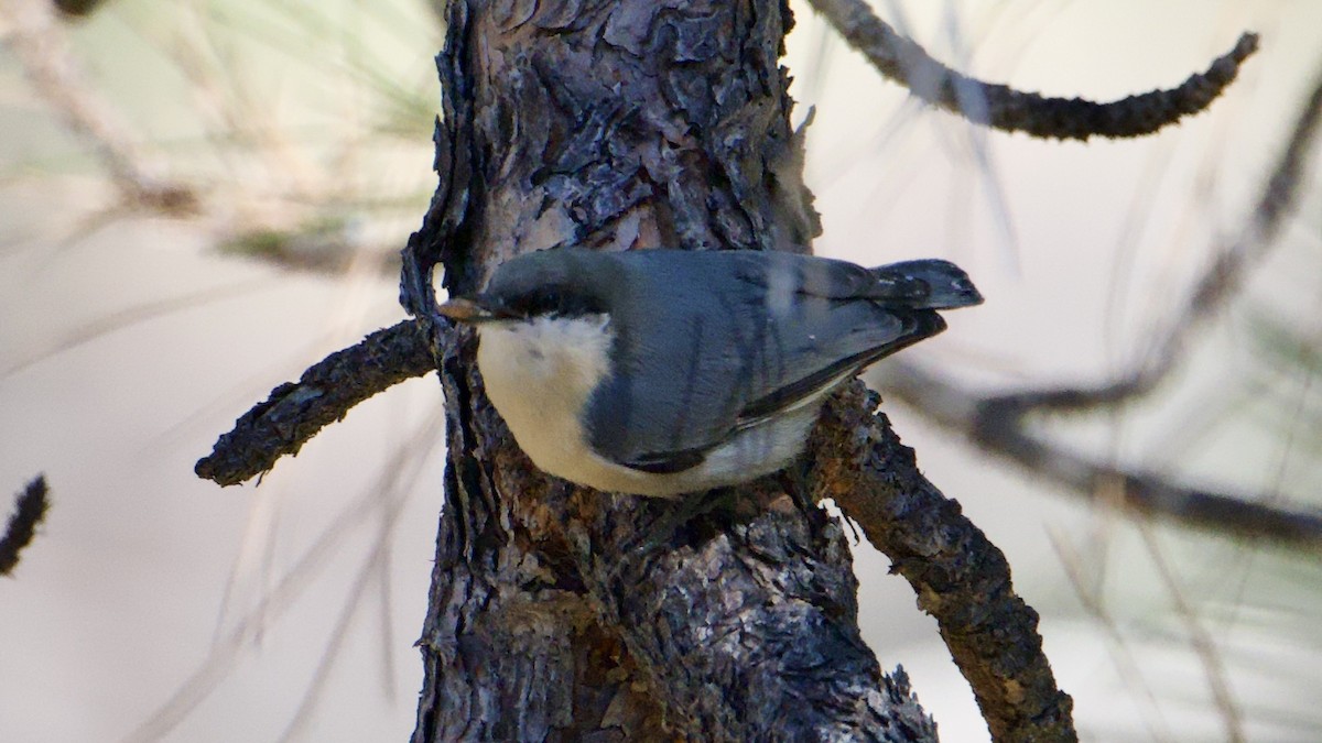 Pygmy Nuthatch - ML644839570