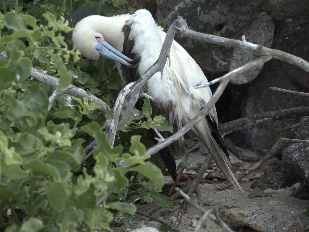 Zanga hankagorria - ML644839572