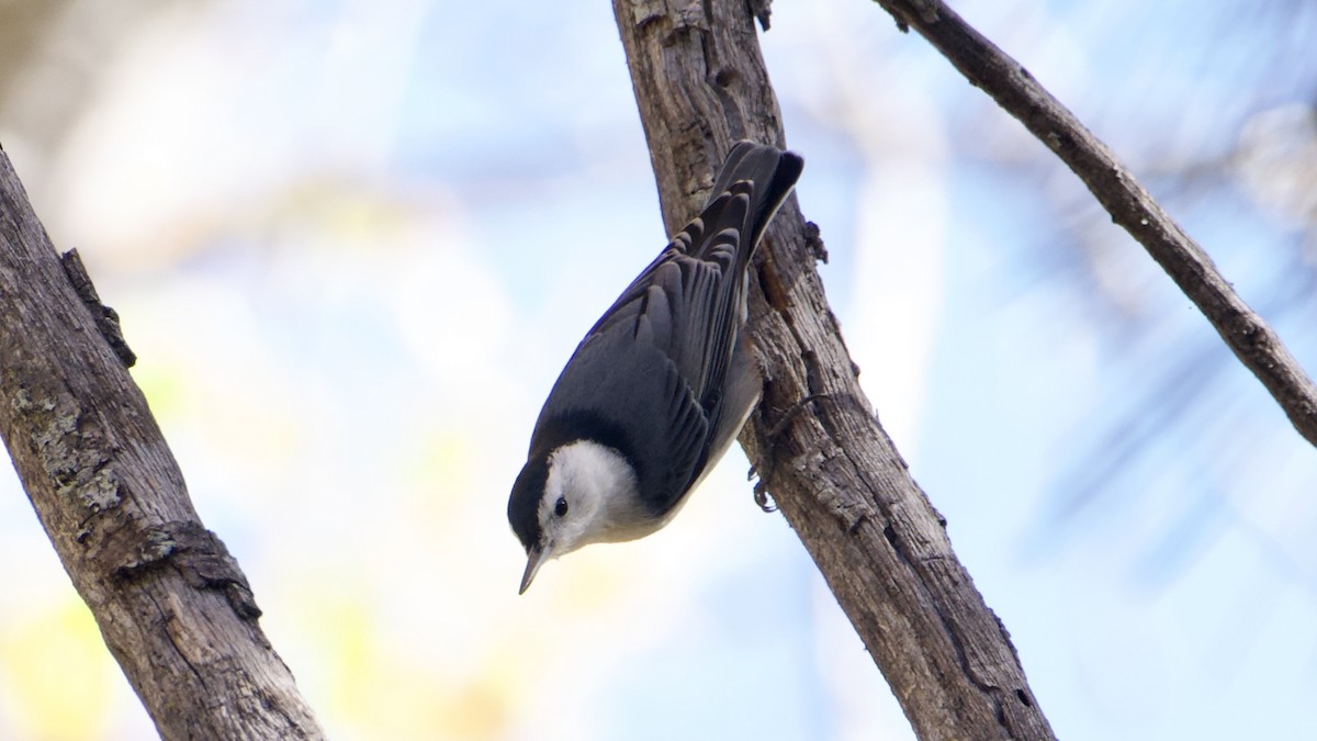 White-breasted Nuthatch - ML644839577