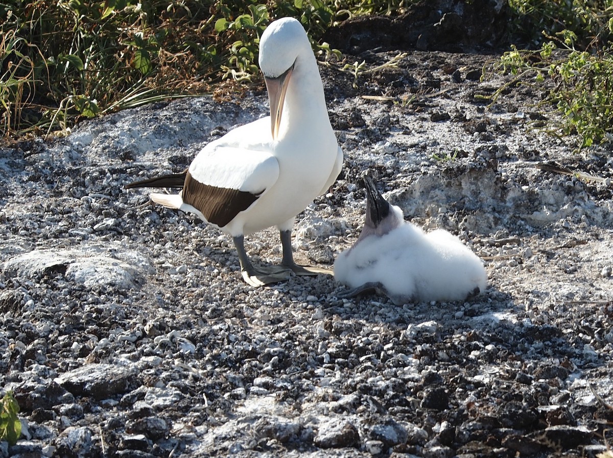 Nazca Booby - ML644839604