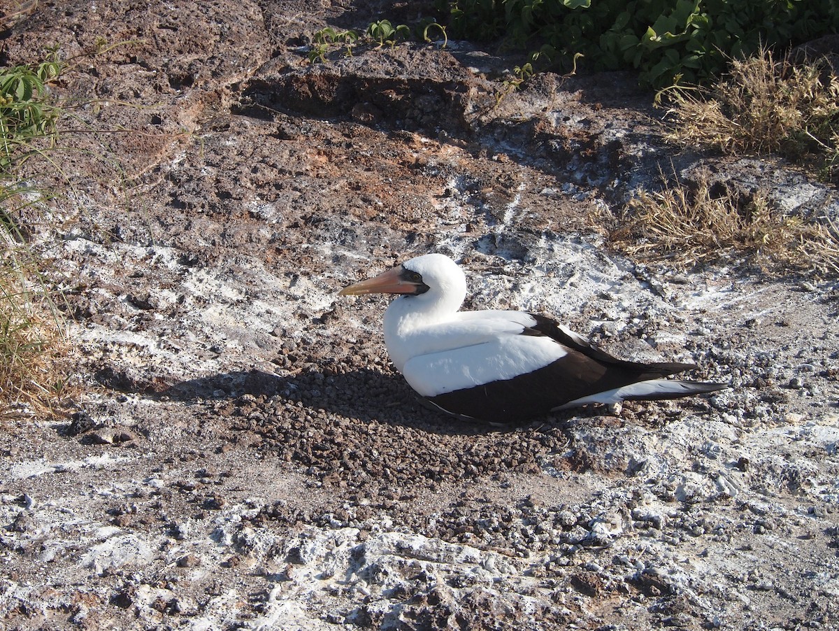 Nazca Booby - ML644839605