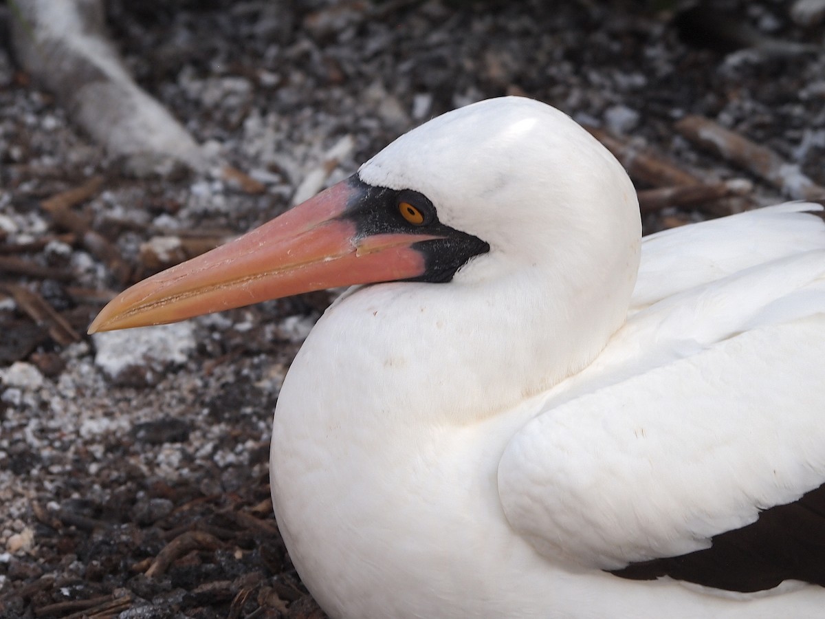 Nazca Booby - ML644839606