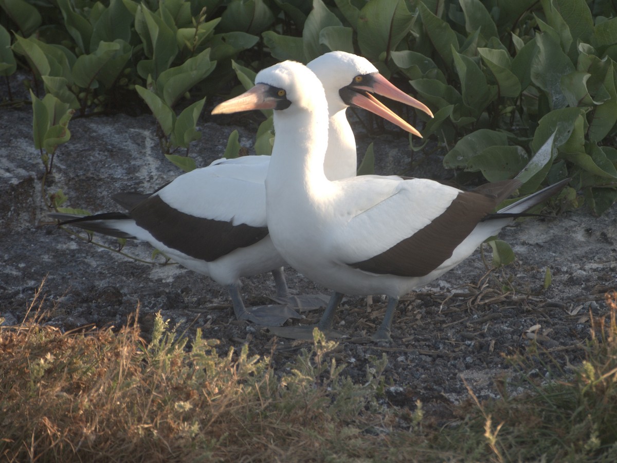 Nazca Booby - ML644839607