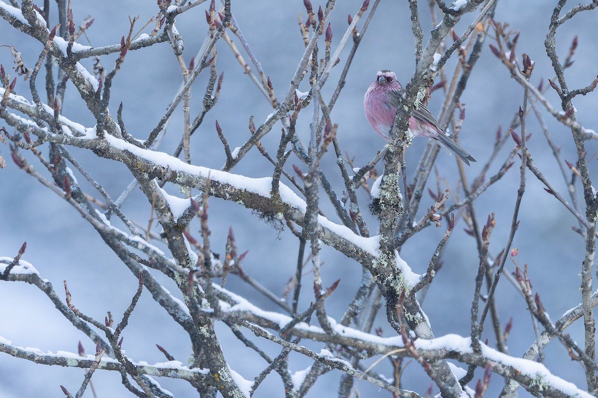 Chinese White-browed Rosefinch - ML644839608